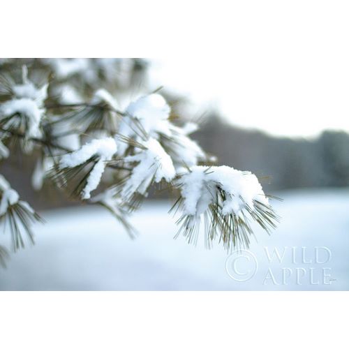 Frosted White Pine