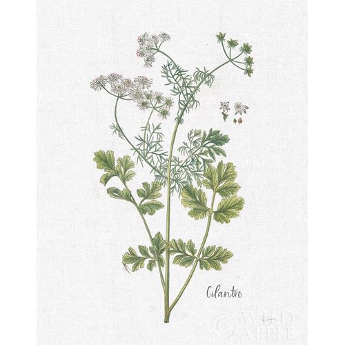 Schlabach, Sue 아티스트의 Cottage Herbs III Linen 작품