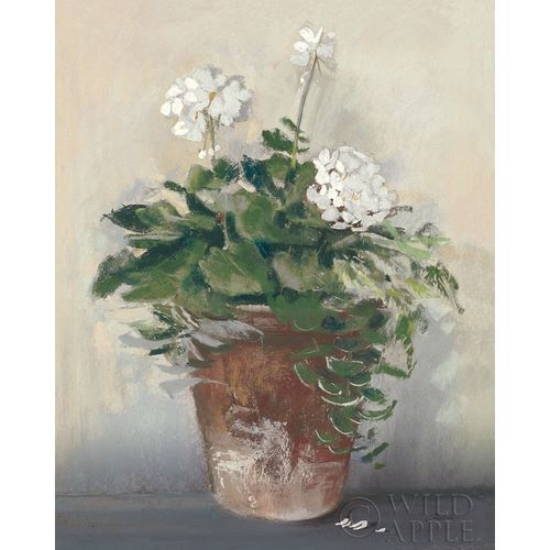 Pot of White Geraniums