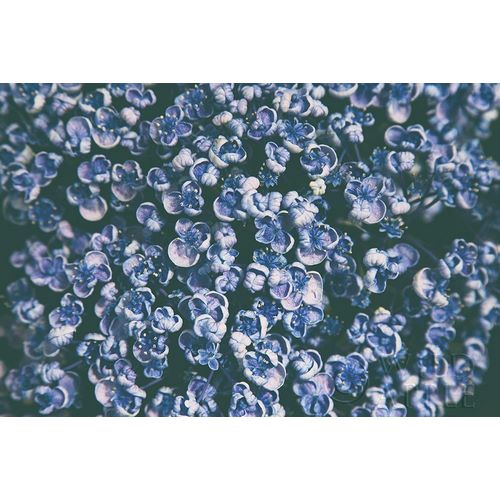 Aledanda 아티스트의 Lilac Closeup 작품