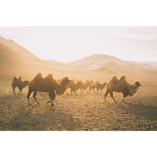 Aledanda 아티스트의 Camels on the Move 작품