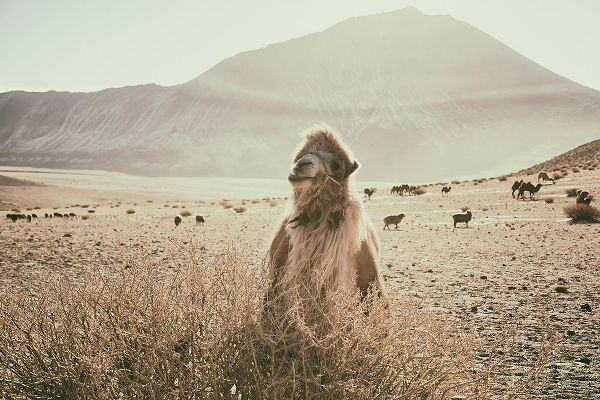 Aledanda 아티스트의 Desert Camel 작품