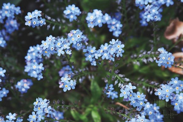 Forget Me Nots IV