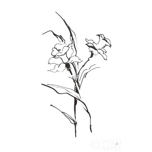 Line Daffodil
