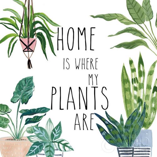 Plant Home II