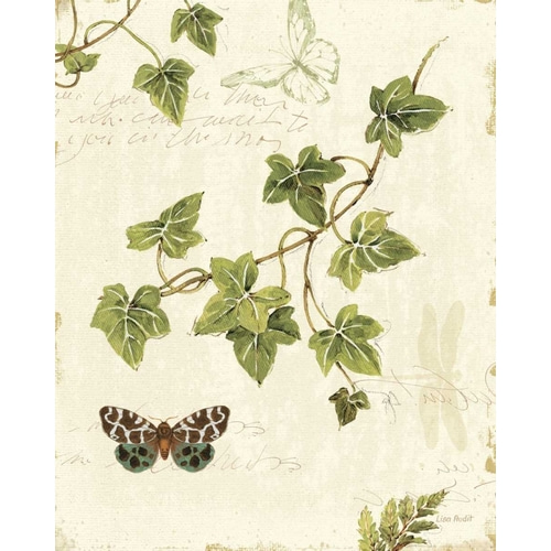 Ivies and Ferns II