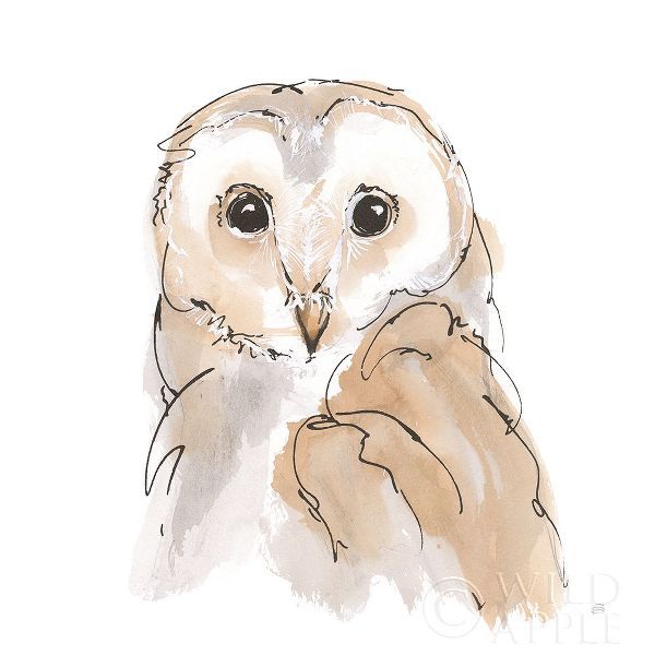 Barn Owl II