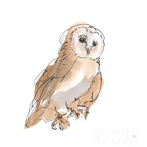 Barn Owl IV