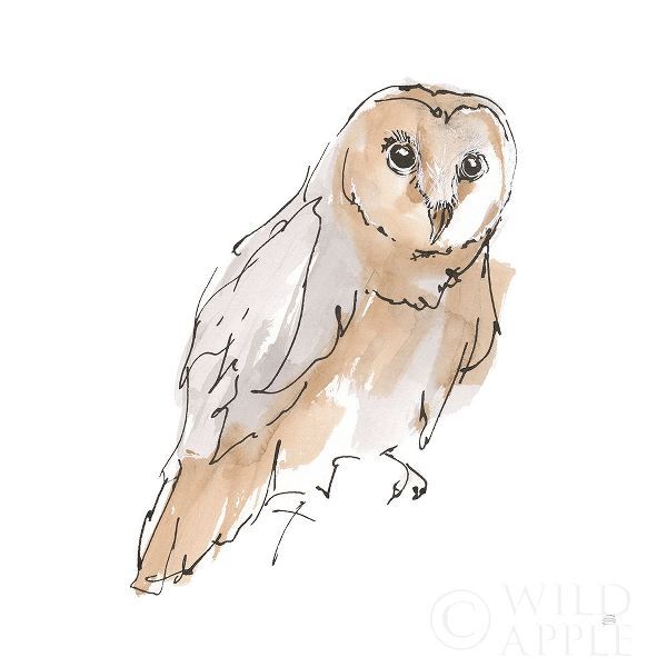 Barn Owl VI