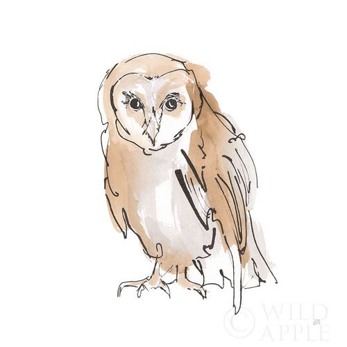Barn Owl VII