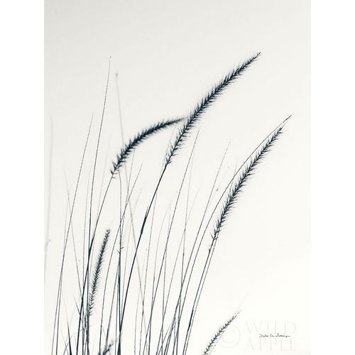 Field Grasses III