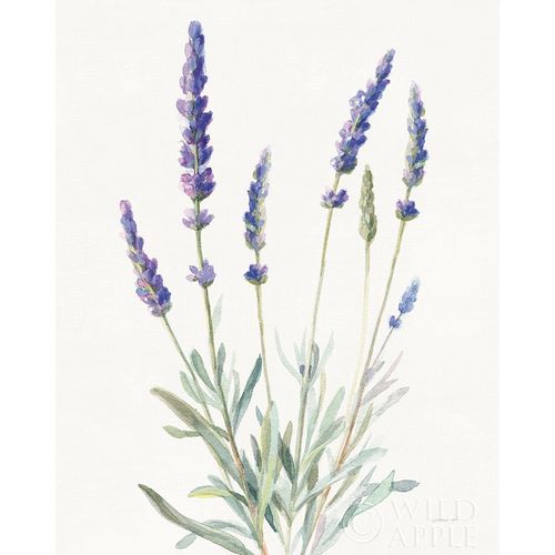 Nai, Danhui 아티스트의 Floursack Lavender I on Linen 작품