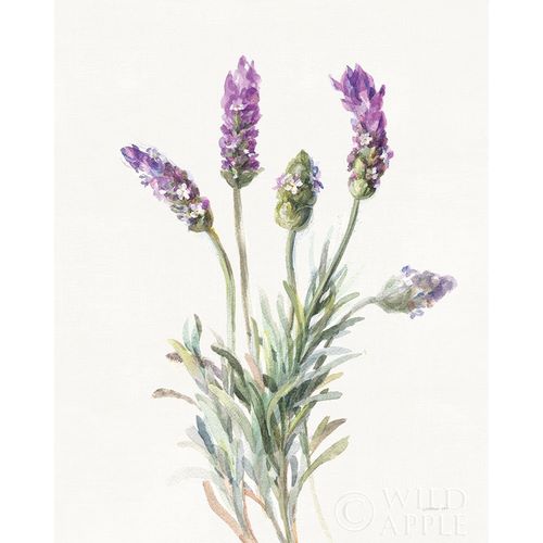 Nai, Danhui 아티스트의 Floursack Lavender II on Linen 작품