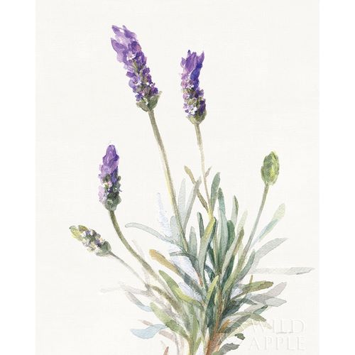Nai, Danhui 아티스트의 Floursack Lavender III on Linen 작품