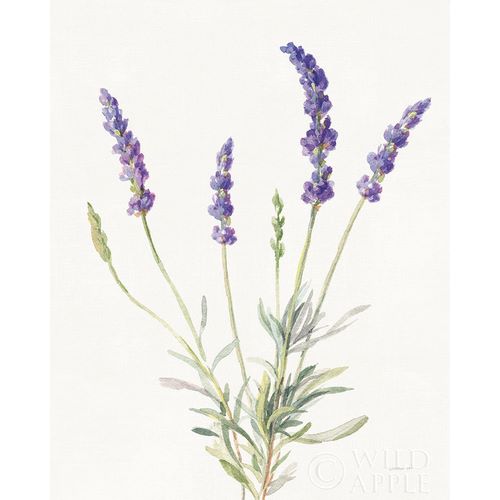 Nai, Danhui 아티스트의 Floursack Lavender IV on Linen 작품