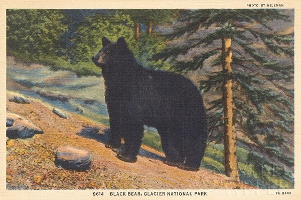 Black Bear I Crop