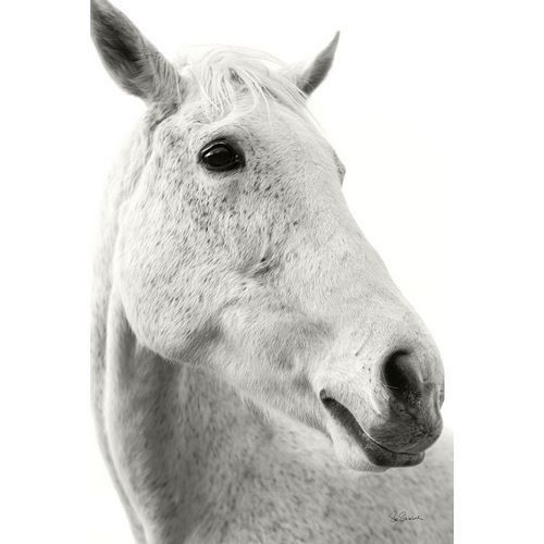 Schlabach, Sue 아티스트의 A Horse Named Lady II BW작품입니다.
