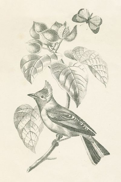 Wild Apple Portfolio 아티스트의 French Bird Drawing작품입니다.
