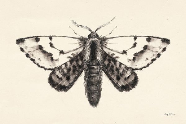 Tillmon, Avery 아티스트의 Moth IV작품입니다.