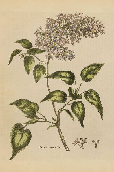Wild Apple Portfolio 아티스트의 Herbal Botanical I Crop II작품입니다.