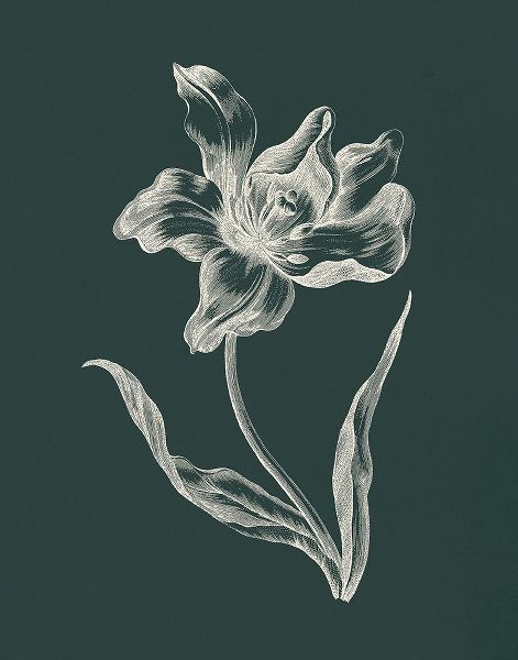 Wild Apple Portfolio 아티스트의 Eden Tulips I작품입니다.