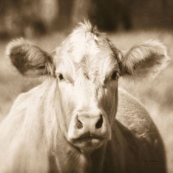 Van Swearingen, Debra 아티스트의 Pasture Cow Sepia Sq작품입니다.