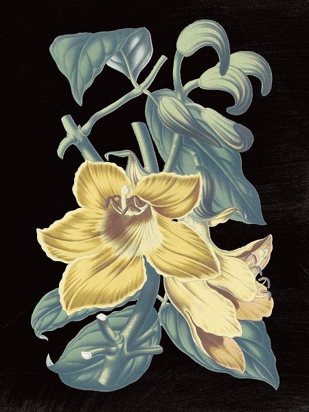 Wild Apple Portfolio 아티스트의 Antique Botanical XVIII Cool on Black작품입니다.
