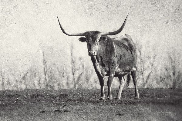 Van Swearingen, Debra 아티스트의 A Texas Longhorn작품입니다.