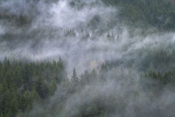 Majchrowicz, Alan 아티스트의 Misty Mountains North Cascades작품입니다.