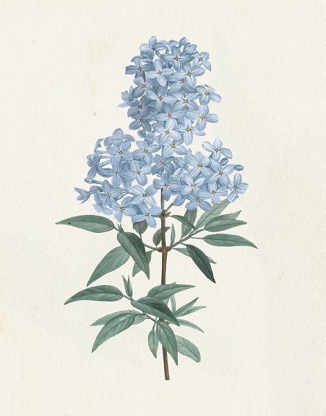 Wild Apple Portfolio 아티스트의 Victorian Garden Flowers III Blue작품입니다.