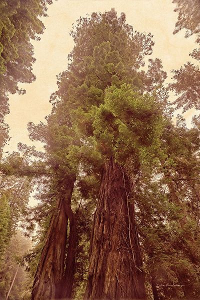 Van Swearingen, Debra 아티스트의 Redwoods II작품입니다.