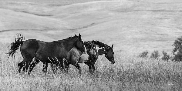 Horse Moves BW