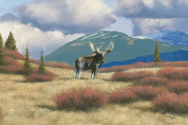 Northern Moose