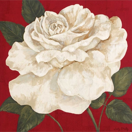 Rosa Blanca Grande II