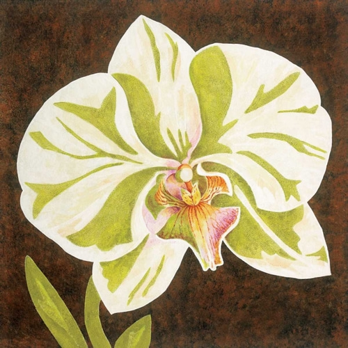 Surabaya Orchid Petites A