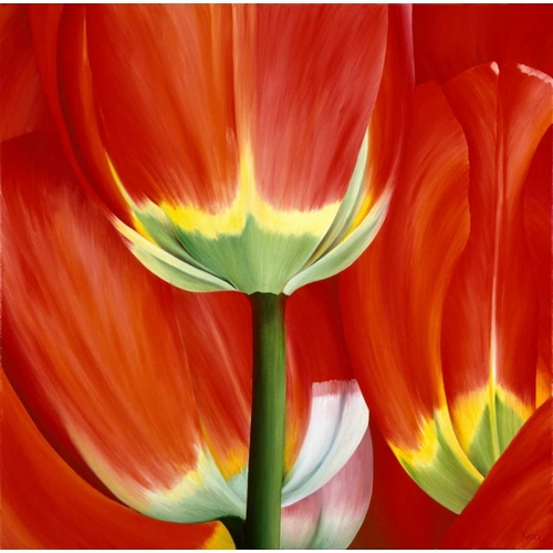 Most Beautiful Tulip I