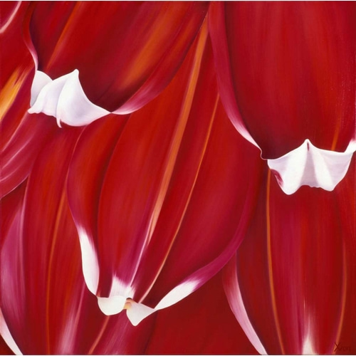Most Beautiful Tulip II