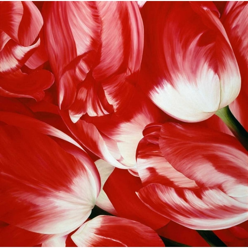 Most Beautiful Tulip III