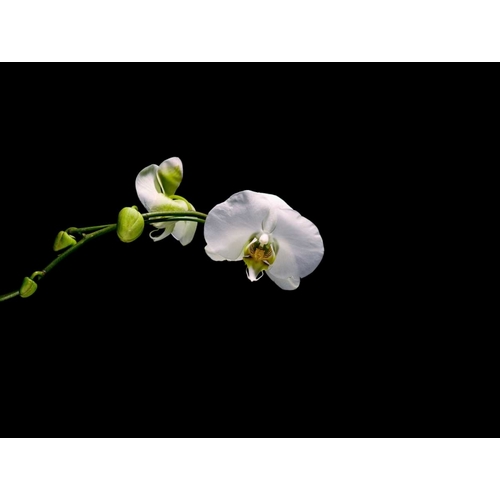 Cattileya Orchid