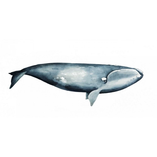 Whale Portrait III