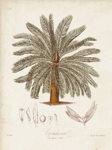 Antique Tropical Palm I
