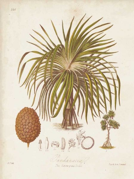 Antique Tropical Palm II
