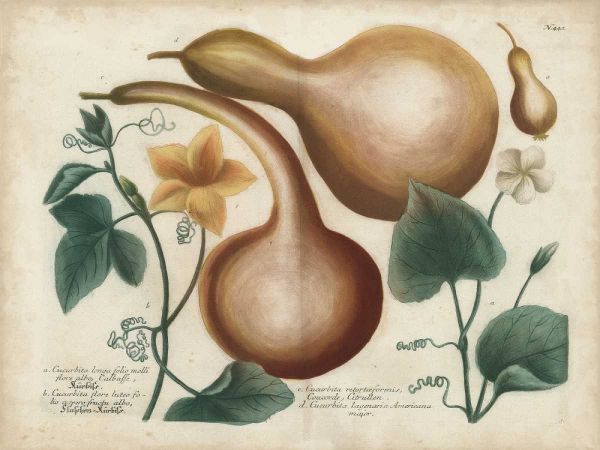 Exotic Weinmann Botanical I