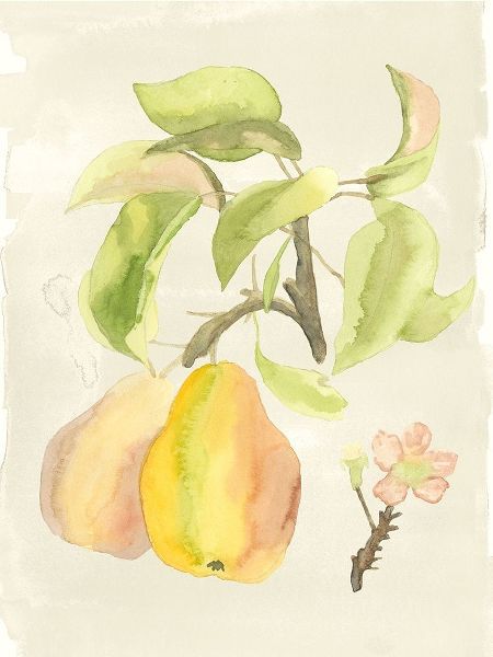 Custom Watercolor Fruit III (ASH)