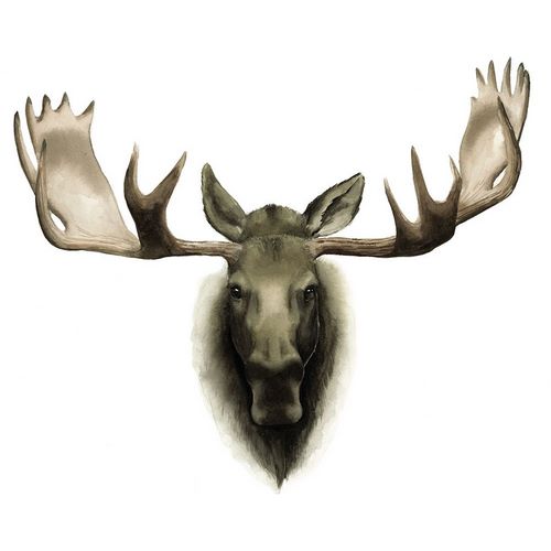 Custom Single Moose