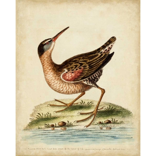 Antique Bird Menagerie IV