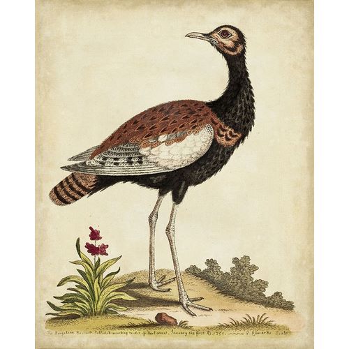 Antique Bird Menagerie IX