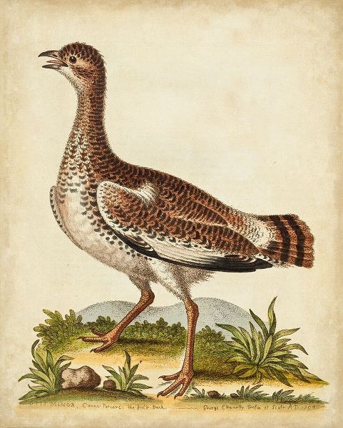 Antique Bird Menagerie X