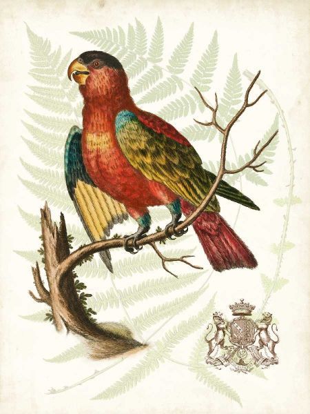 Regal Parrots II