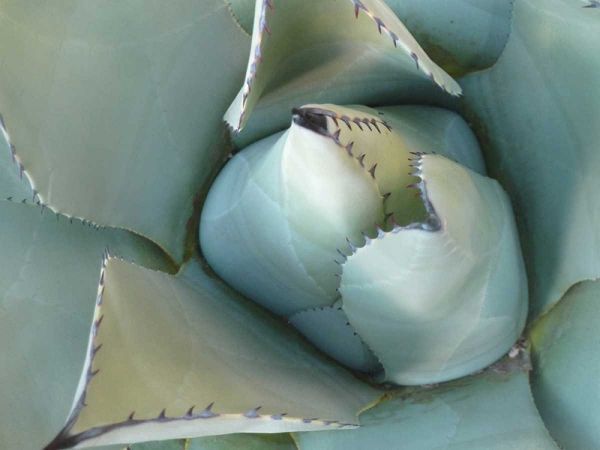 Agave Detail III
